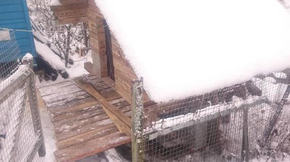 Строим зимний курятник