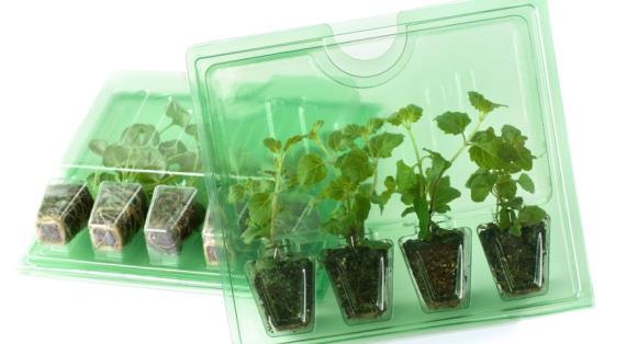 Сезон 2017: заказ многолетников