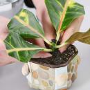 черенкование кротона черенкование кротона