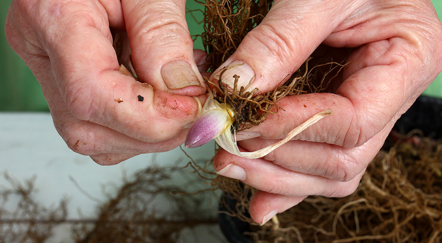 ландыши, выгонка ландышей, 