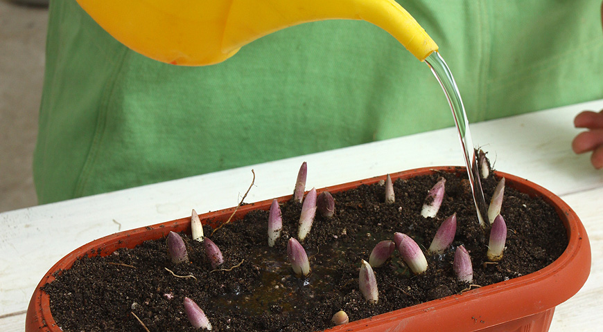 ландыши, выгонка ландышей, 