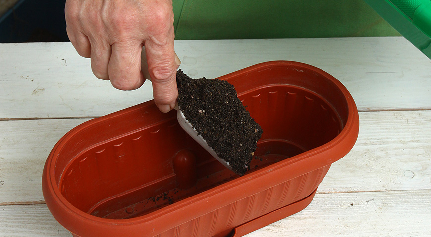 ландыши, выгонка ландышей, 