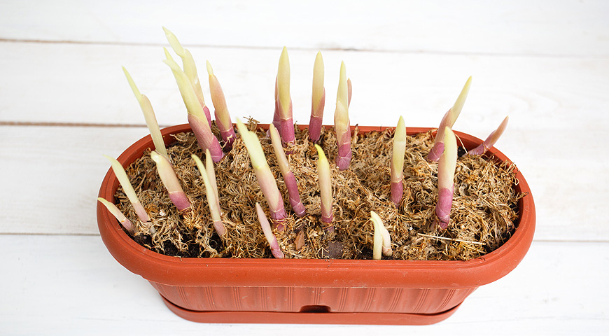 ландыши, выгонка ландышей, 