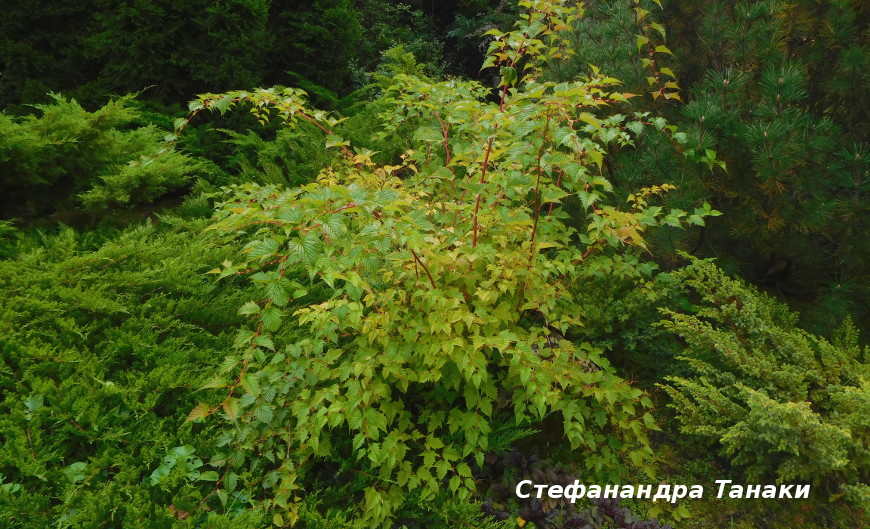 Стефанандра танаки