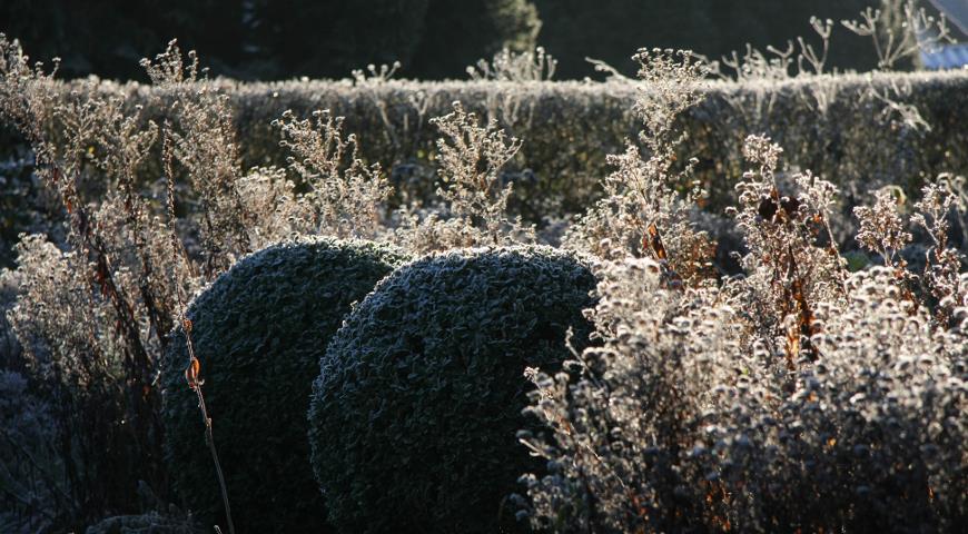 зимний сад