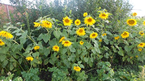 Подсолнухи