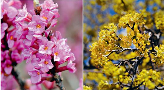 11 раноцветущих растений