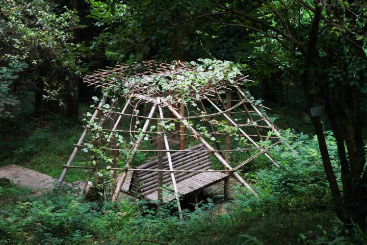 Батумский ботанический сад