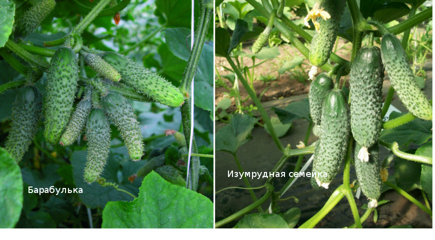 Огурцы пучками: самые урожайные сорта и гибриды пучковых огурцов для теплиц и открытого грунта
