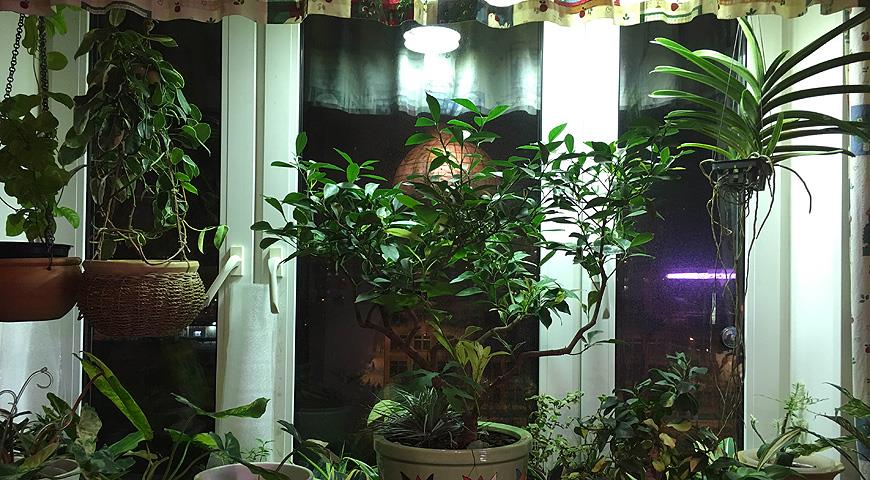 досветка комнатных растений зимой