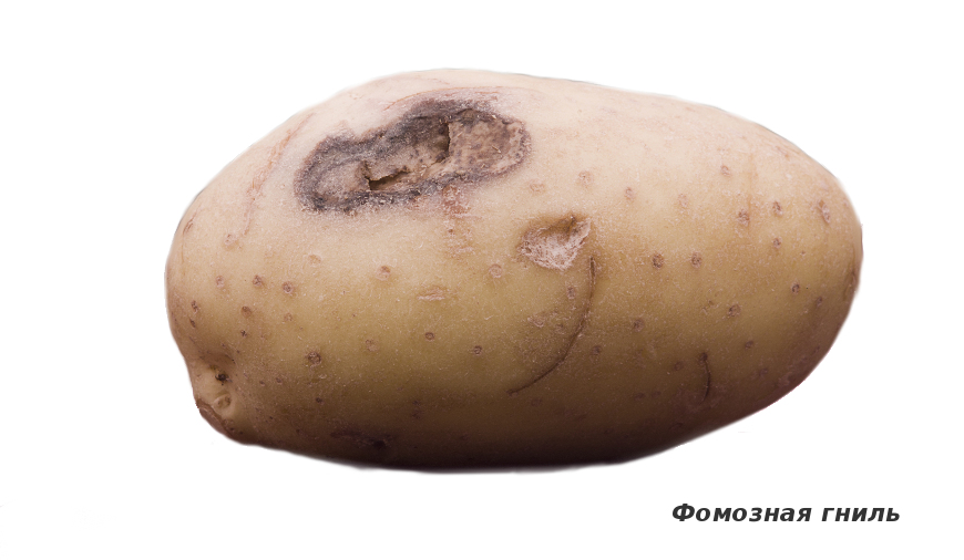 Фомозная гниль картофеля