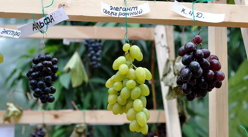 Лучшие морозостойкие сорта винограда: посадка и уход