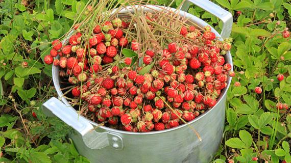 Земляники