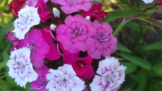 Цветы с нашей дачи