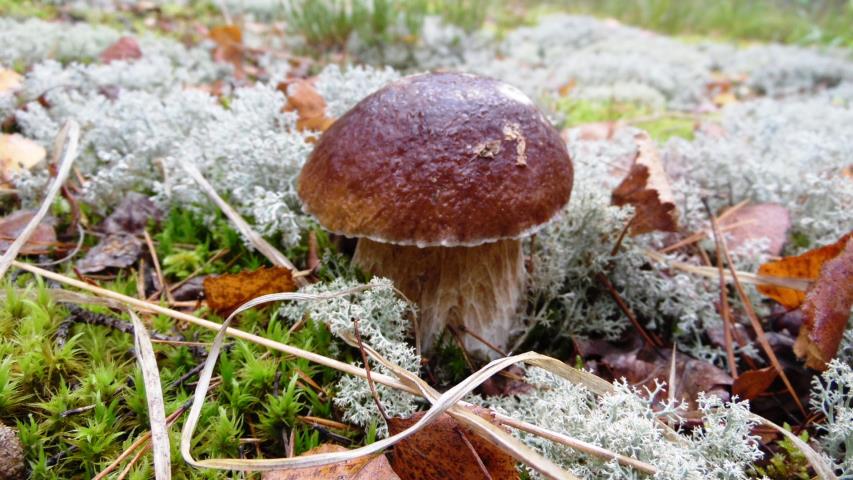Аномально урожайный грибной год 2016й