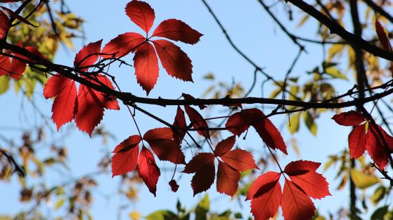 Девичий виноград