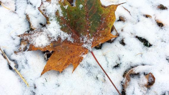 Первый снег, в моем городе вновь первый снег...
