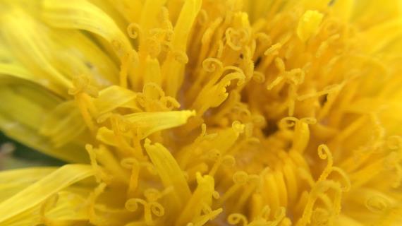 Весна идет, весне дорогу