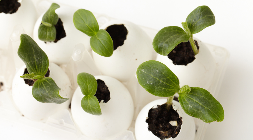 рассада в яичных скорлупках