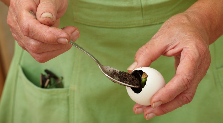 яичные скорлупки, рассада, рассада в яичных скорлупках, 