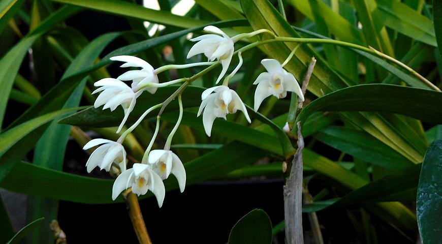 ГБС РАН, комнатные цветущие зимой, орхидея