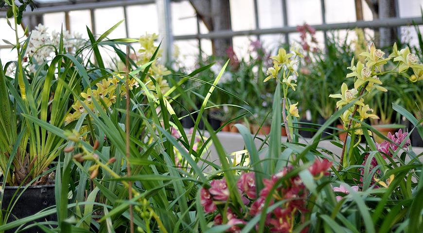 ГБС РАН, комнатные цветущие зимой, орхидея, цимбидиум
