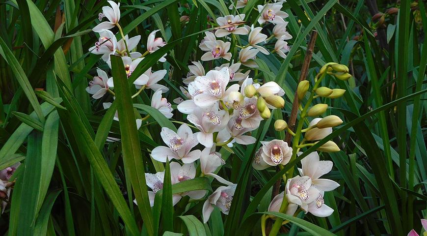 ГБС РАН, комнатные цветущие зимой, орхидея, цимбидиум