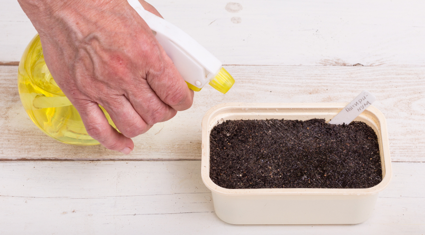 Полив семян после посадки