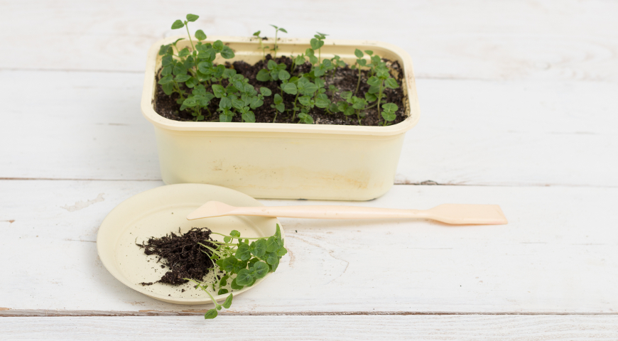 Рассада агератума