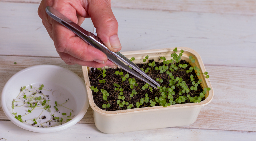 Прореживание семян