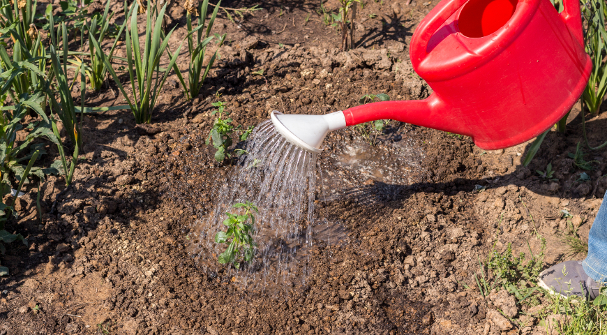 Львиный зев полив и мульчирование