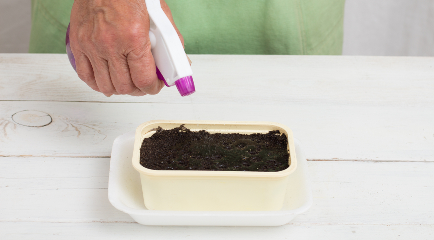 Опрыскивание семян водой