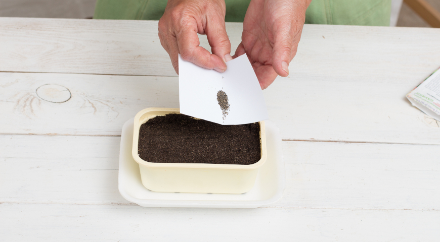 Выращивание агератума из семян