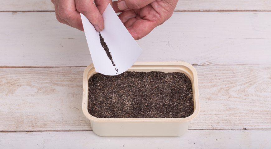 Посев семян антирринума