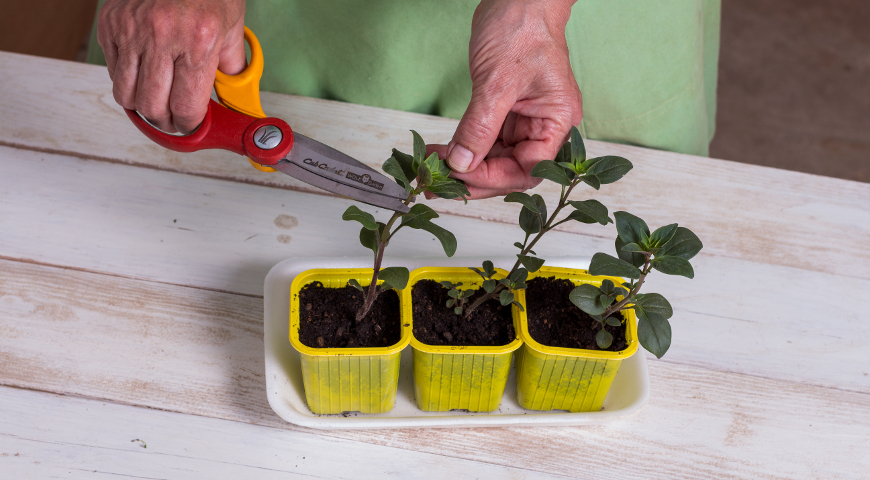 Прищипка рассады