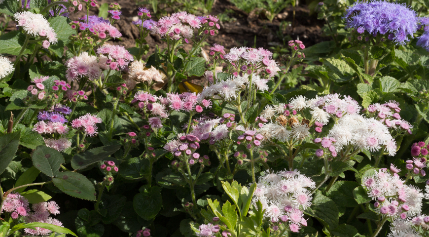 Розовый агератум в цветении