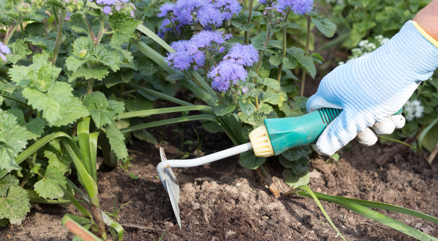 Уход за агератумом