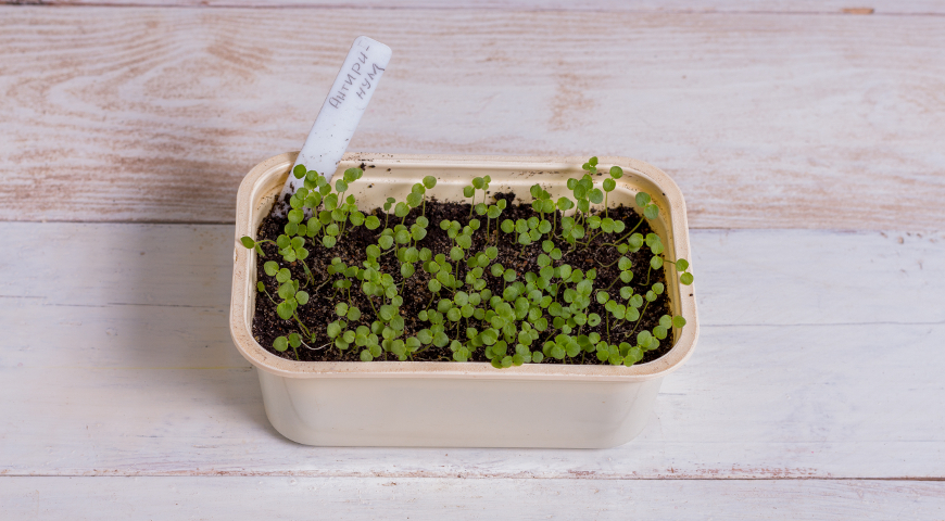 Проросшая рассада львиного зева