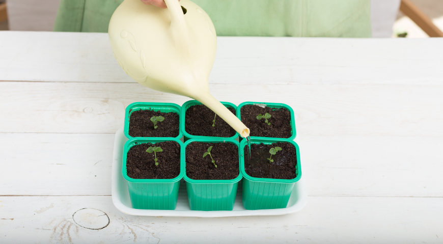 Полив рассады после пикировки