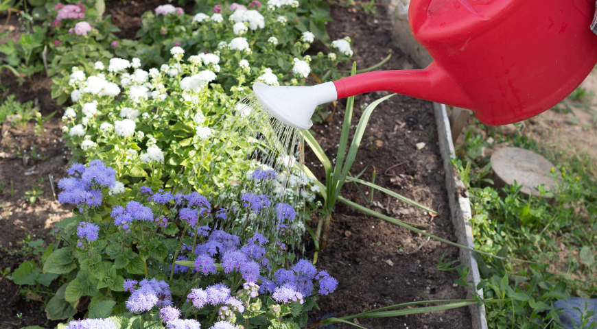 Агератум полив