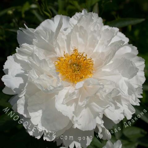 Пион white grace. Пион паффед коттон. Пион уайт грейс. Вайт грейс. Пион уайт грейс.