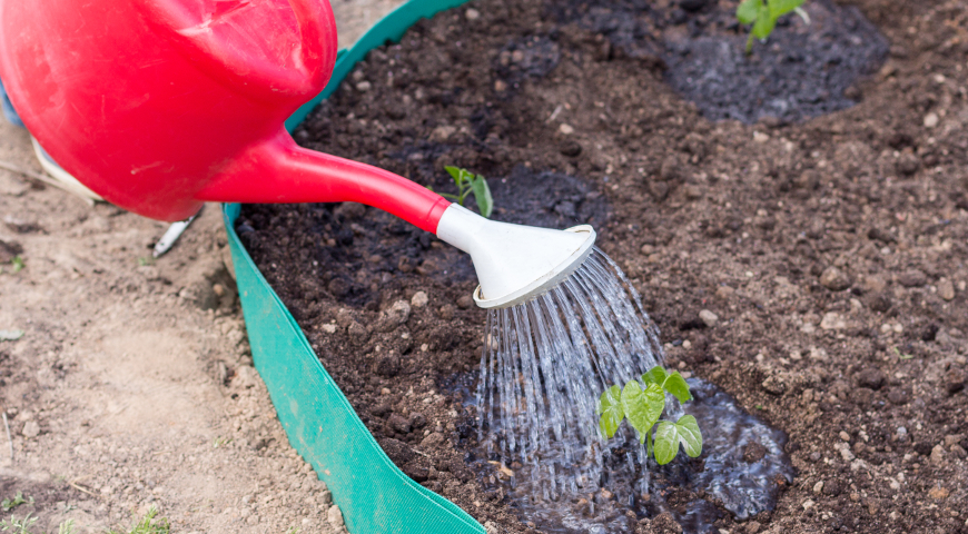 Полив рассады ипомеи