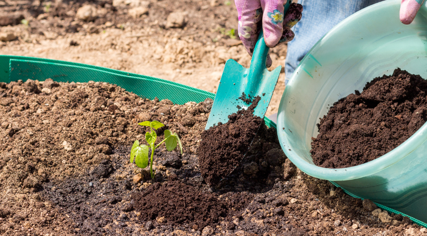 Мульчирование ипомеи