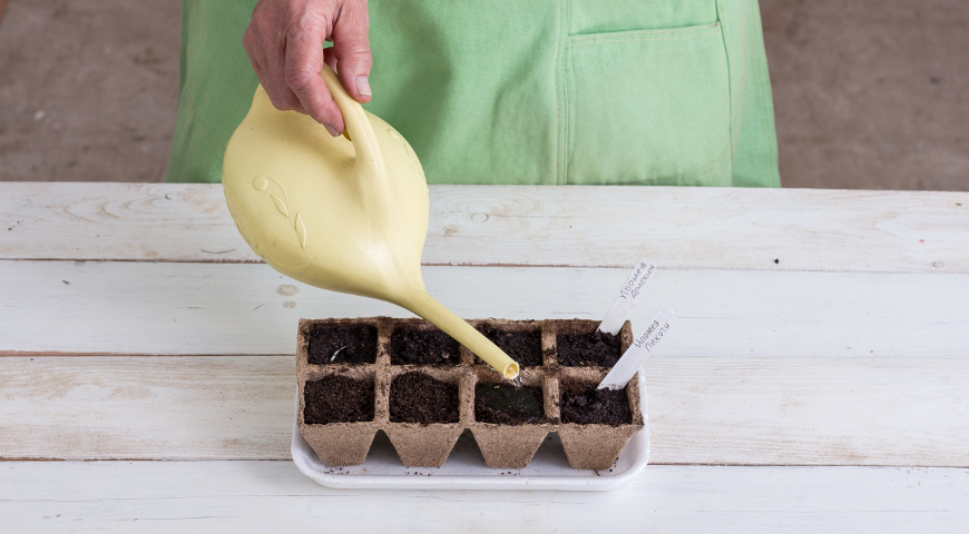 Полив рассады ипомеи