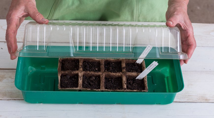 Убираем посаженные семена в теплицу