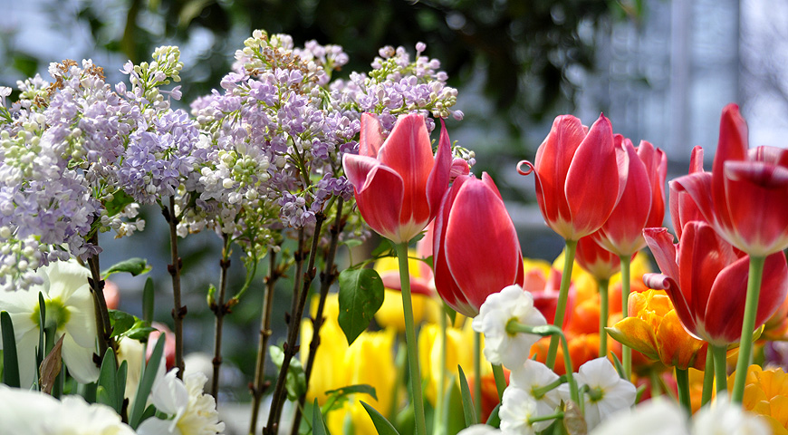 тюльпаны, аптекарский огород, выставка репетиция весны, выгонка тюльпанов