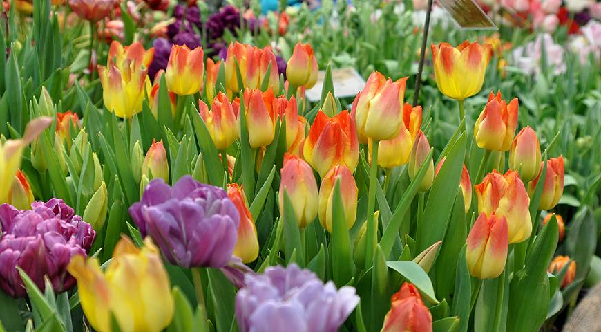тюльпаны, аптекарский огород, выставка репетиция весны, выгонка тюльпанов