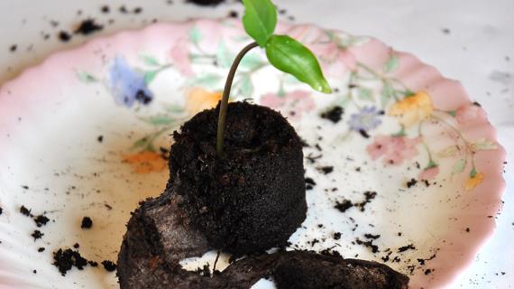 Выращивание рассады кобеи