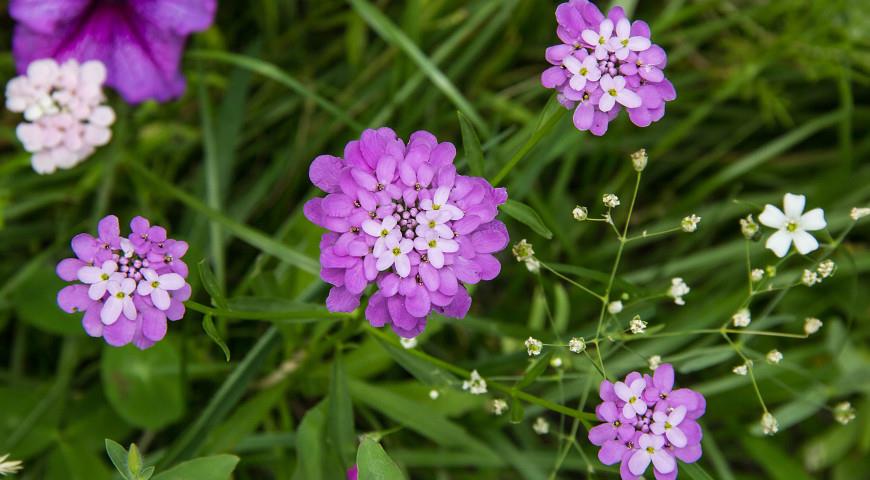 Иберис, красивоцветущее однолетнее растение