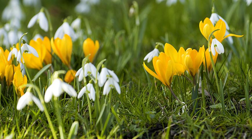 первоцветы в саду